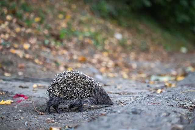在总决赛阶 在总决赛阶